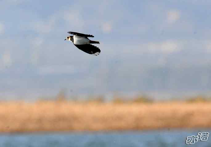 官厅水库&nbsp;wbr路&nbsp;wbr凤头麦鸡