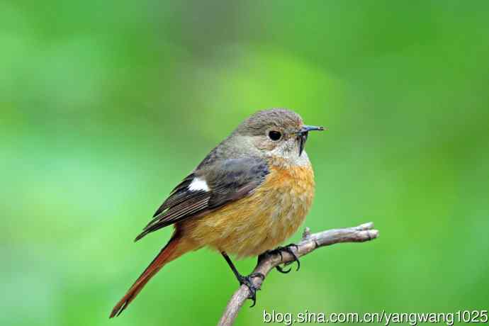 折断下嘴的鸟儿（雌性北红尾鸲）