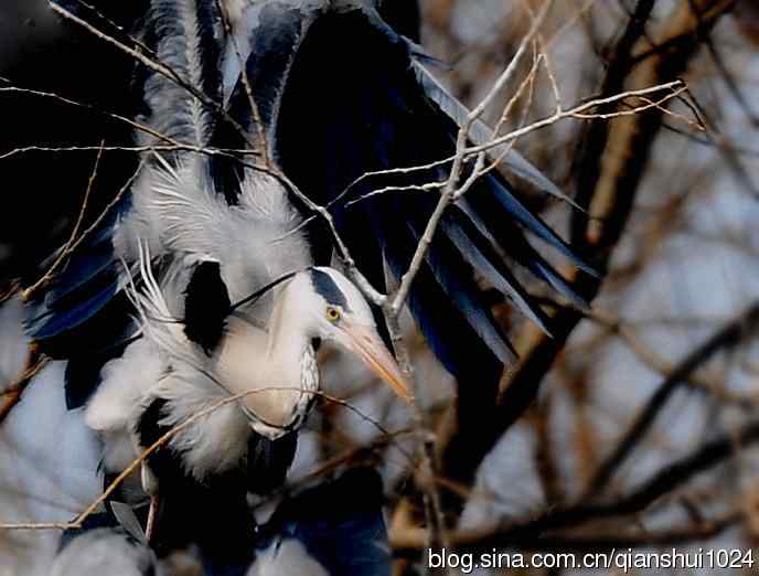 苍鹭.枝条后面一对对