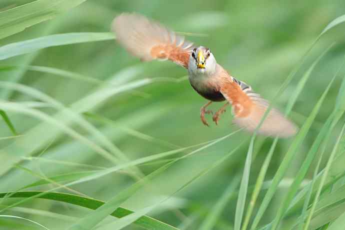 衡水湖野生鸟类摄影