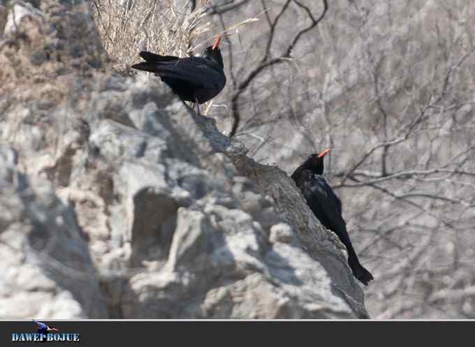 【新鸟】针尾鸭和白河湾的几只鸟