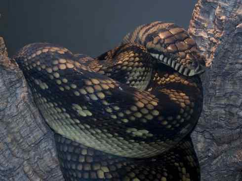 龙：传说的兽原型探秘（树蟒类）