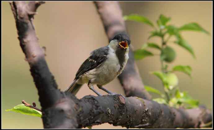 大山雀有儿初长成