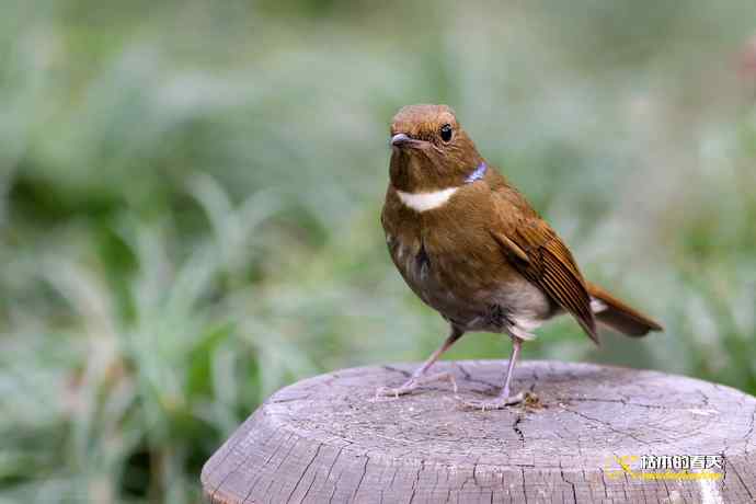 棕腹大仙鹟GG、MM