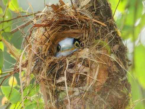 美丽无罪：雀鸟之阔嘴鸟