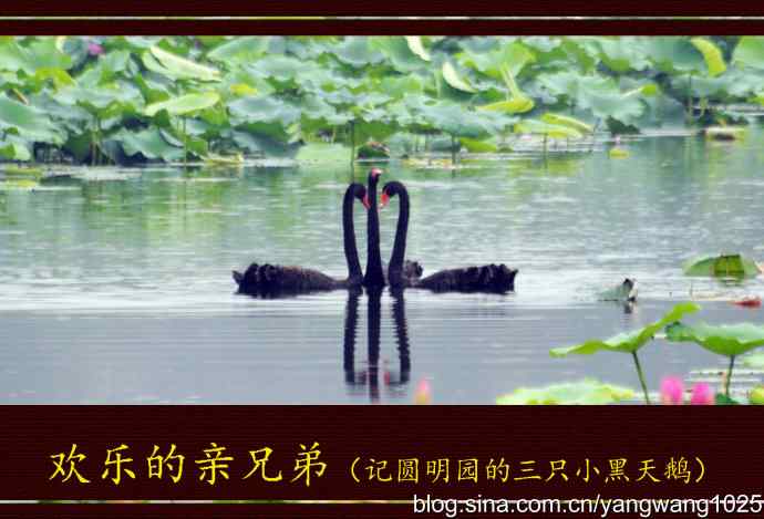 北京圆明园公园的鸟类——欢乐的亲兄弟（记圆明园的三只小黑…