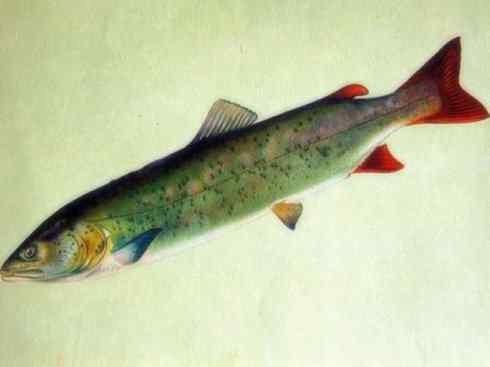 自然奇观:动物大迁徙(大马哈鱼) 自然奇观:动物大迁徙(大马哈鱼)