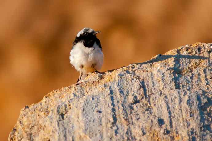【新鸟】坝上鸟.白顶鵖