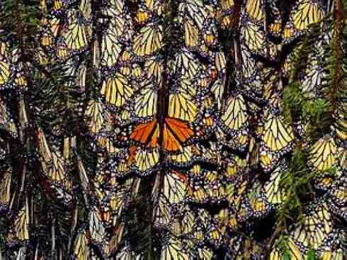 自然奇观：动物大迁徙(帝王蝶）