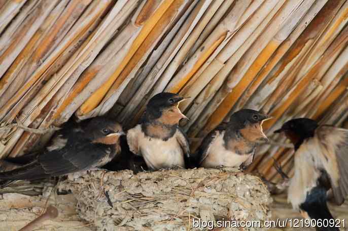 家燕育雏