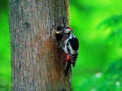 绝色攀禽：佛法僧目之蜂虎2