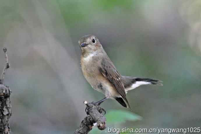 秋天的红喉姬鹟（2）