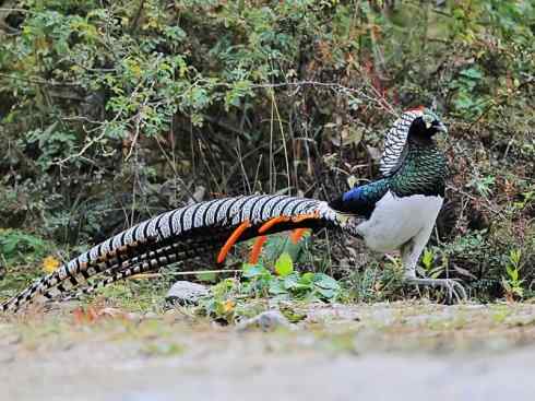 凤凰：传说中的鸟原型探秘（锦鸡）