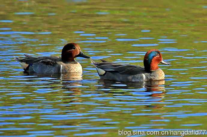 美国鸟类摄影——美洲绿翅鸭（5）
