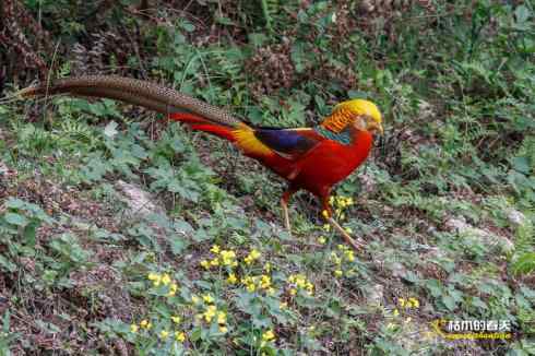 发一组鈥満旄菇跫︹ 发一组鈥満旄菇跫︹