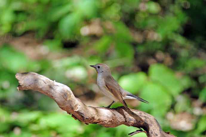 雄性红喉姬鹟（4）