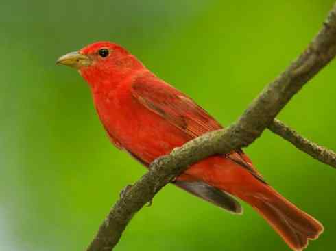 极品红色鸟类：玫红比蓝雀