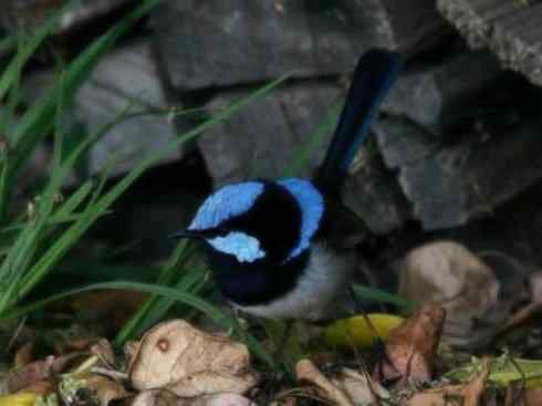 美丽无罪：雀鸟之鹩莺