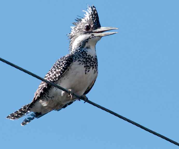 一次拍鸟会友的愉快经历