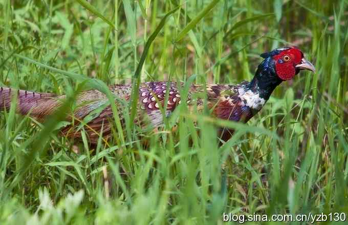 闲庭信步环颈稚（组图，21张图片）