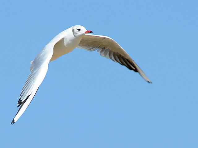 北戴河湿地演绎鸥鹭风情