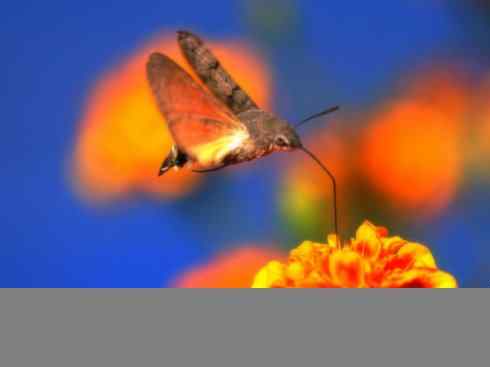 十大喜食蜂蜜动物：鬼脸天蛾