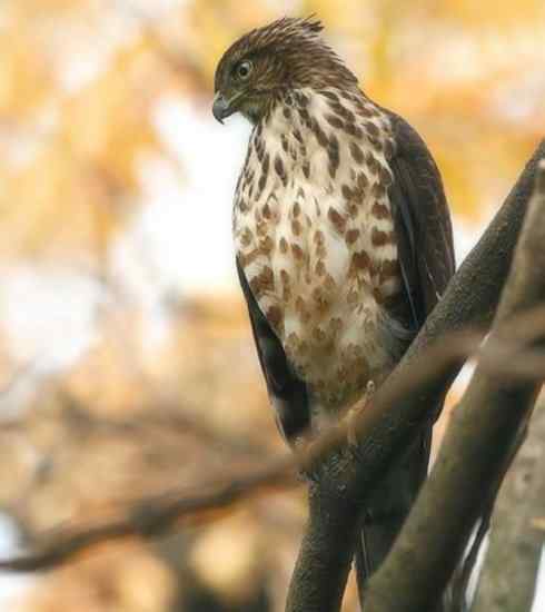 十大喜食蜂蜜动物：凤头蜂鹰