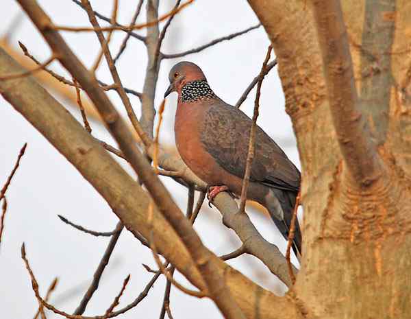 家乡的鸟（4），珠颈斑鸠（组图）