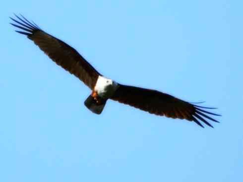 白头鸟系列:另类的美丽12 白头鸟系列:另类的美丽12