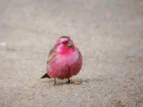 家禽驯化之源之二十一