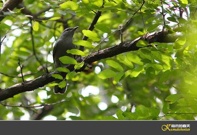 记录暗灰鹃鵙{照片】