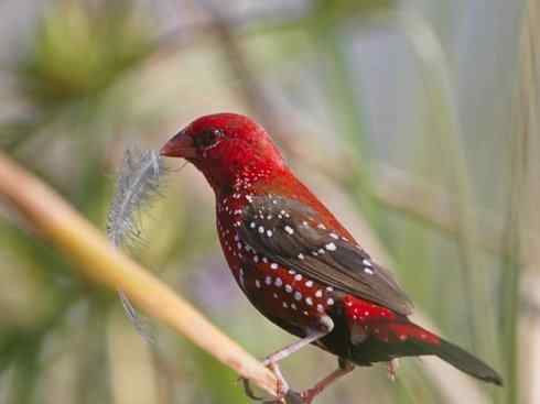 极品红色鸟类：红梅花雀