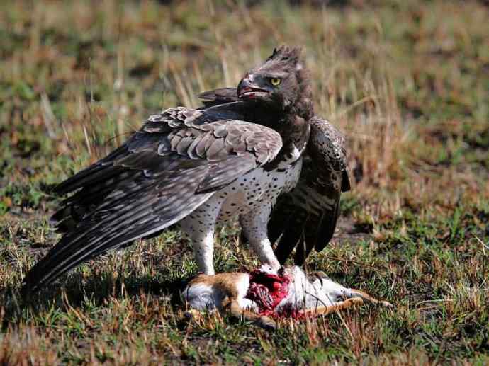 犬科：薮犬亚科非洲野犬属之非洲野犬