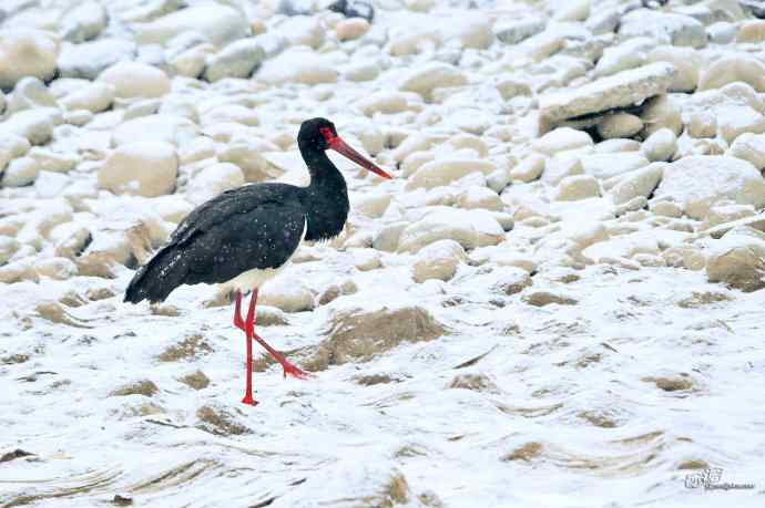 一组十渡的明星鸟贺新春