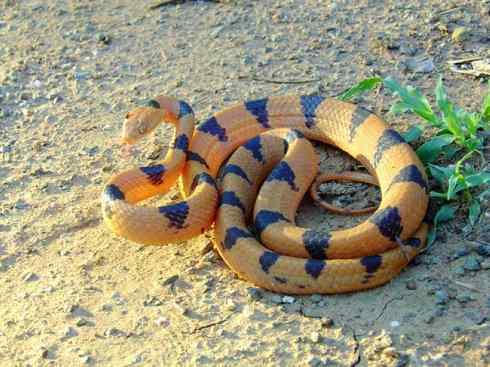 龙：传说的兽原型探秘（游蛇类）