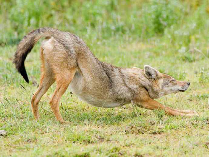 犬科：犬亚科犬属之金豺、黑背豺（胡狼类）