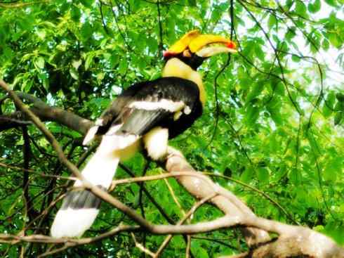 奇特的盔：盔犀鸟