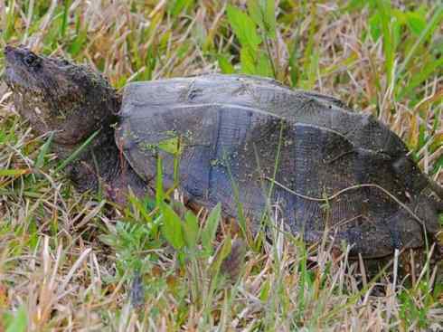 玄武：传说的兽原型探秘（鳄龟）