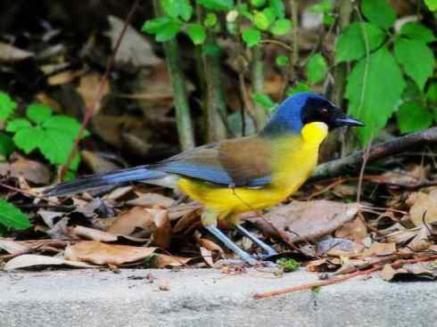 美丽无罪：雀鸟之噪鹛