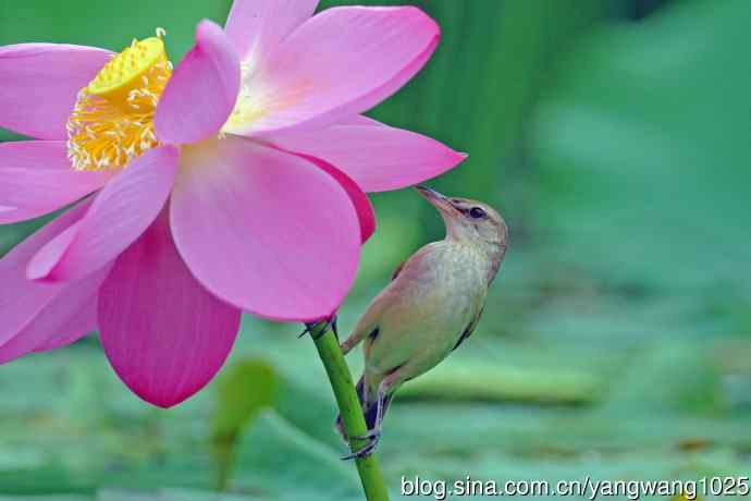 东方大苇莺与荷花(7) 东方大苇莺与荷花(7)