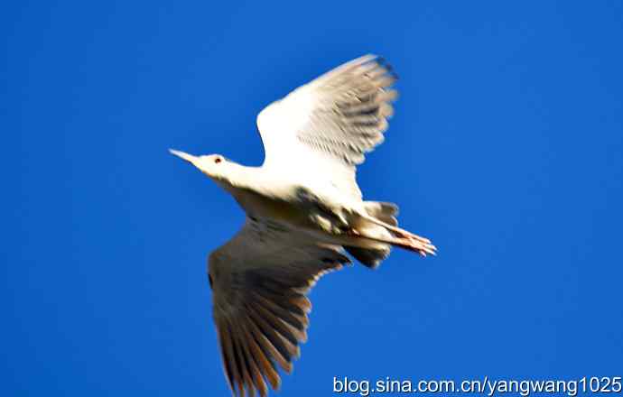 飞(夜鹭)2 飞(夜鹭)2