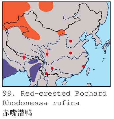 冰之蓝&bull;赤嘴潜鸭&bull;元宵节快乐（组图，15张图片）