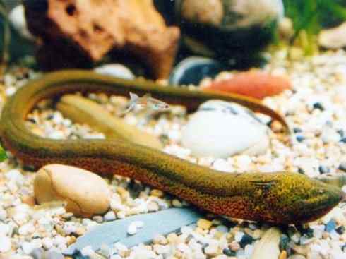 鱼类活化石:鳄雀鳝 鱼类活化石:鳄雀鳝