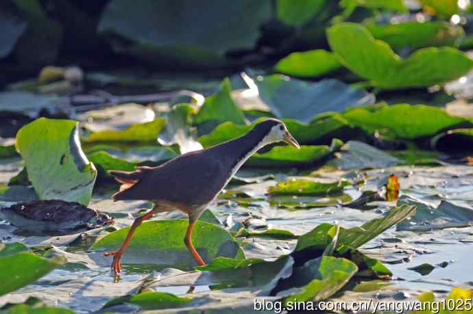 北京龙潭西湖公园的鸟类——白胸苦恶鸟(4)