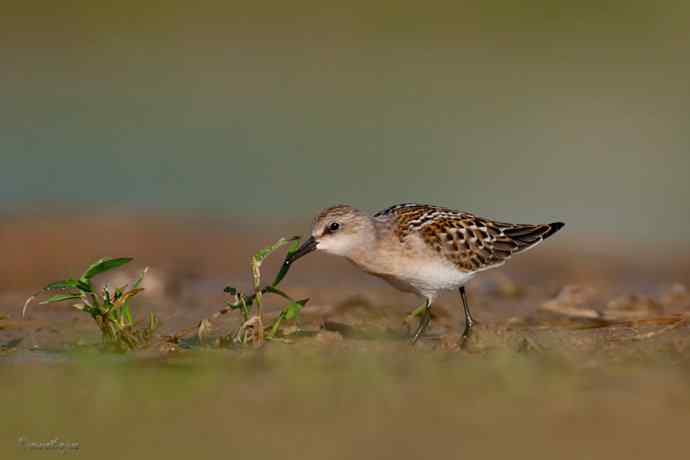 野鸭湖.红颈滨鹬