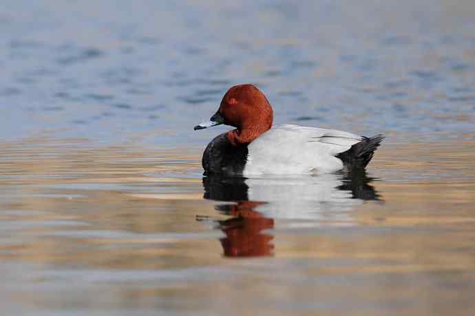 稻香湖的潜鸭☆