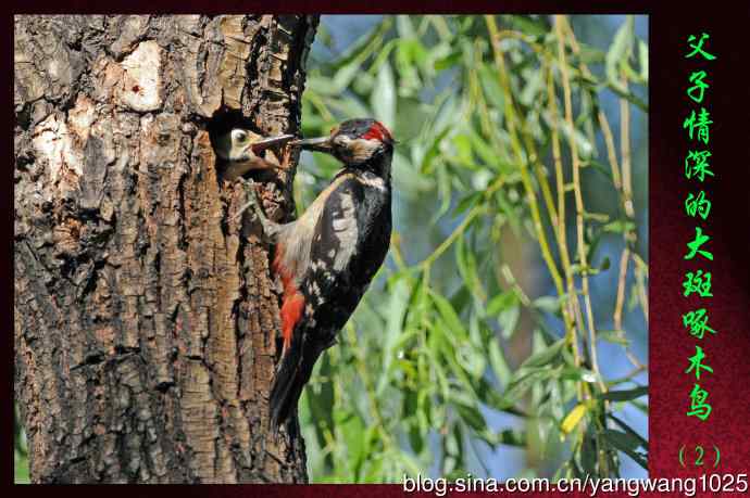 北京龙潭西湖公园的鸟类——父子情深的大斑啄木鸟（2）