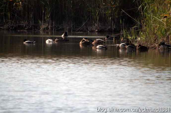 崇明东滩湿地公园十一月鸟况-望远镜打鸟