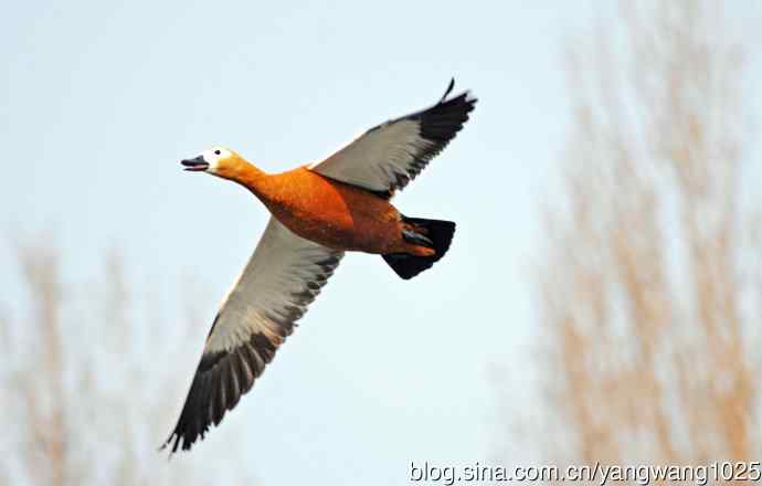 赤麻鸭（抓拍）