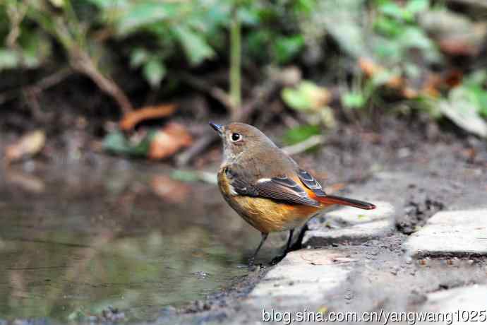 雌性北红尾鸲（10）